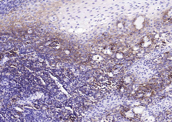 Human CD44 Mouse Monoclonal Antibody