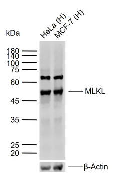 MLKL Rabbit Polyclonal Antibody