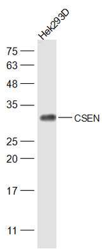 CSEN Rabbit Polyclonal Antibody