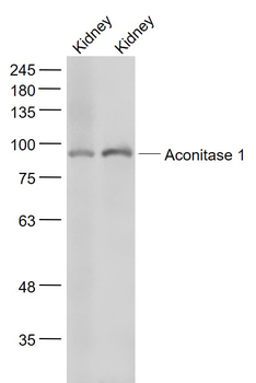 Aconitase 1 Rabbit Polyclonal Antibody