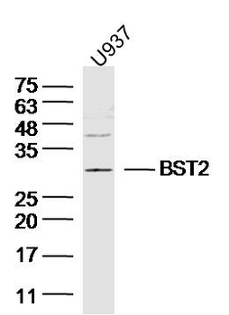BST2 Rabbit Polyclonal Antibody