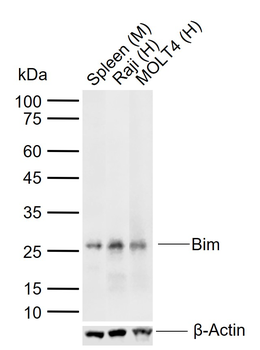 Bim Recombinant Rabbit Monoclonal Antibody