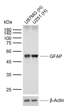 GFAP Mouse Monoclonal Antibody