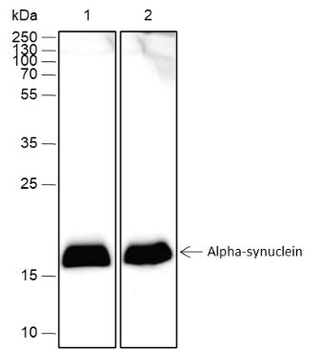 Alpha Synuclein Recombinant Rabbit Monoclonal Antibody