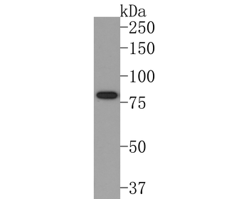 Periostin Recombinant Rabbit Monoclonal Antibody