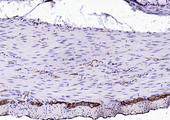 Peripherin Rabbit Polyclonal Antibody