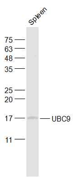 UBE2I Rabbit Polyclonal Antibody