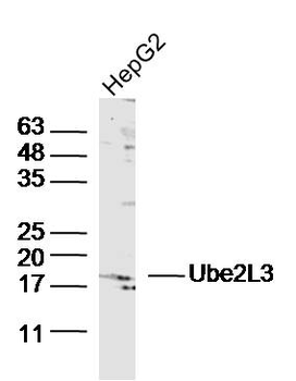 Ube2L3 Rabbit Polyclonal Antibody