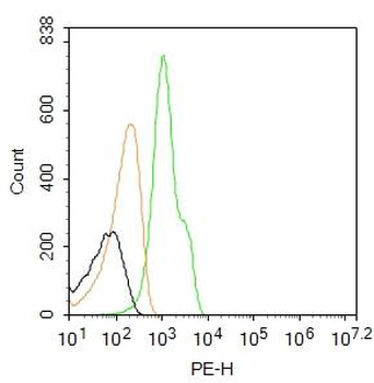 EGFR Rabbit Polyclonal Antibody (PE)