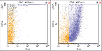 Phospho-GCN2 (Thr899) Rabbit Polyclonal Antibody (PE)