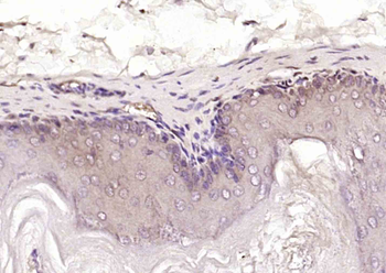 LRRC59 Rabbit Polyclonal Antibody