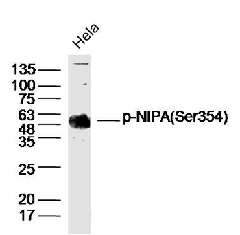 Phospho-NIPA (Ser354) Rabbit Polyclonal Antibody