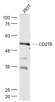 B7-H3/CD276 Rabbit Polyclonal Antibody