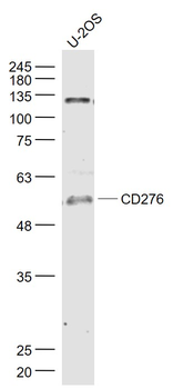 B7-H3/CD276 Rabbit Polyclonal Antibody