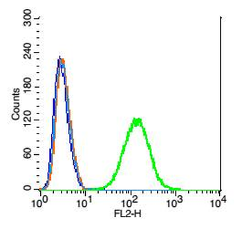 Arginase 1 Rabbit Polyclonal Antibody