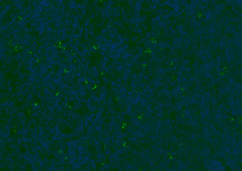 CD8B Rabbit Polyclonal Antibody