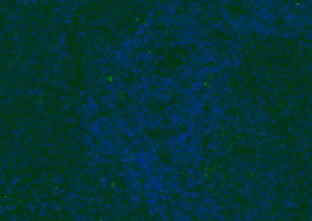 CD8B Rabbit Polyclonal Antibody