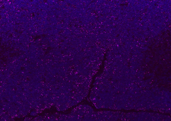 CD8B Rabbit Polyclonal Antibody