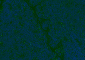 CD8B Rabbit Polyclonal Antibody