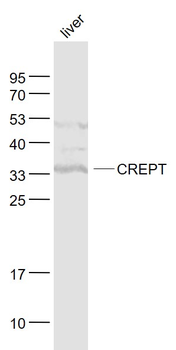 CREPT Rabbit Polyclonal Antibody
