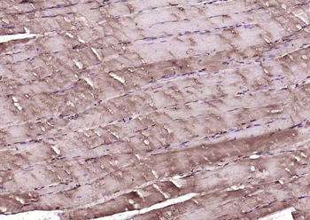 Phospho-MAPKAPK2 (Ser272) Rabbit Polyclonal Antibody