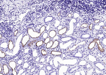 F(ab')₂ Fragment Goat Anti-Rabbit IgG H&L, HRP conjugated