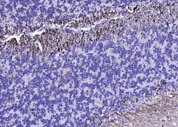 NF-L Mouse Monoclonal Antibody