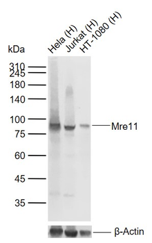 MRE11 Recombinant Rabbit Monoclonal Antibody