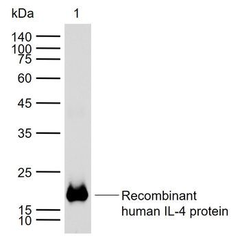 IL-4 Recombinant Rabbit Monoclonal Antibody