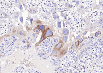 SPARC Rabbit Polyclonal Antibody