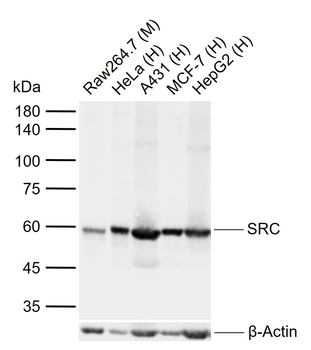 SRC Mouse Monoclonal Antibody