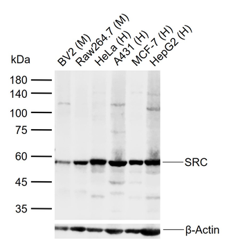 SRC Mouse Monoclonal Antibody