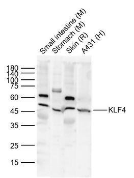 KLF4 Rabbit Polyclonal Antibody