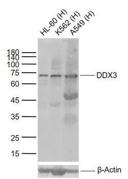 DDX3 Rabbit Polyclonal Antibody