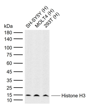 Histone H3 (Tri Methyl K9) Rabbit Polyclonal Antibody