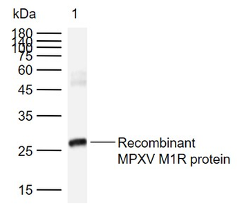 MPXV M1R Rabbit Polyclonal Antibody