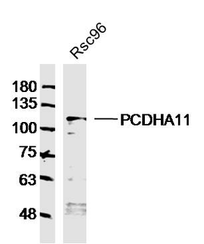 PCDHA11 Rabbit Polyclonal Antibody