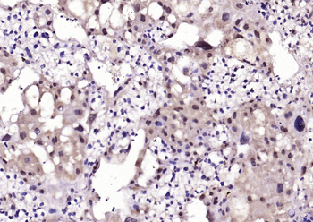 NFATC4 Rabbit Polyclonal Antibody