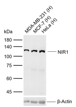 NIR1 Rabbit Polyclonal Antibody