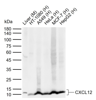 CXCL12 Rabbit Polyclonal Antibody
