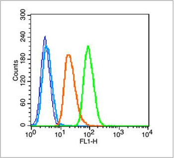 14-3-3 Alpha + Beta + Gamma + Delta + Epsilon Rabbit Polyclonal Antibody