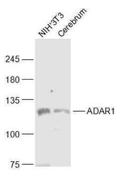 ADAR1 Rabbit Polyclonal Antibody