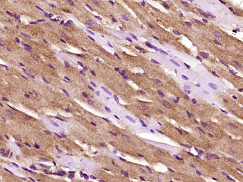 Atrial natriuretic factor Rabbit Polyclonal Antibody