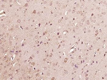 Apelin Rabbit Polyclonal Antibody