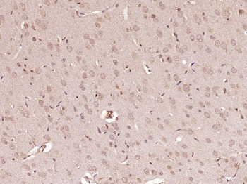 Apelin Rabbit Polyclonal Antibody