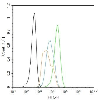 ENPP2 Rabbit Polyclonal Antibody
