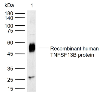 TNFSF13B Rabbit Polyclonal Antibody