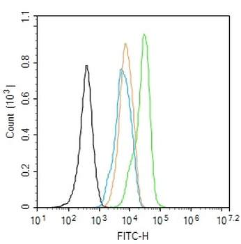 Caspase 3 precursor Rabbit Polyclonal Antibody