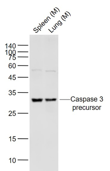 Caspase 3 precursor Rabbit Polyclonal Antibody