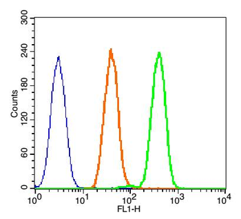 Phospho-beta catenin (Tyr142) Rabbit Polyclonal Antibody